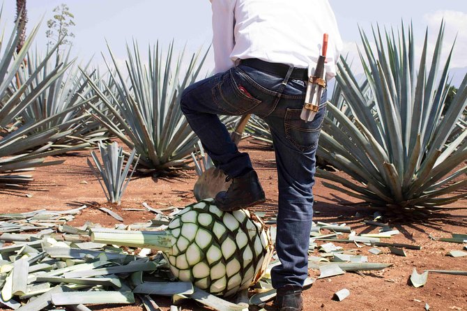 Tequila distillery experience, Jose Cuervo & Tequila Magic Town - Is $79.80 a good value?