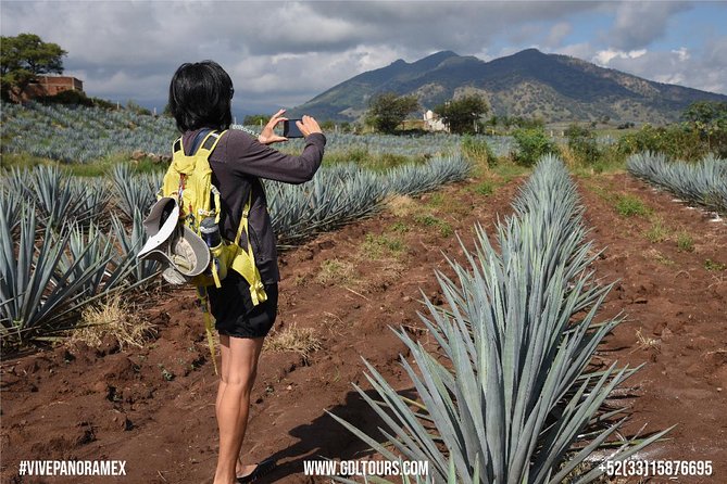 Tequila Route Experience from Guadalajara - The Jose Cuervo fields show the scale of the region
