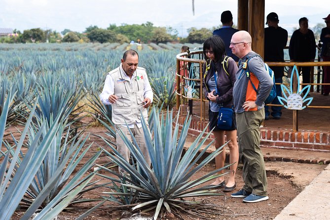 Tequila Route Experience from Guadalajara - Is $40 a fair price for the day?