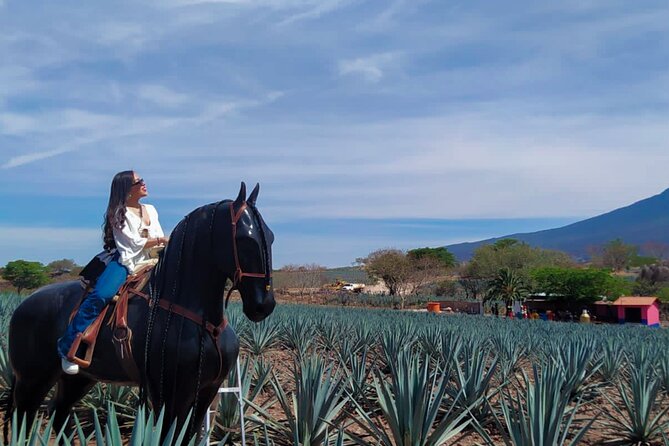 Tequila tour with tasting. - Complejo Paraíso Azul brings swings and photo stops