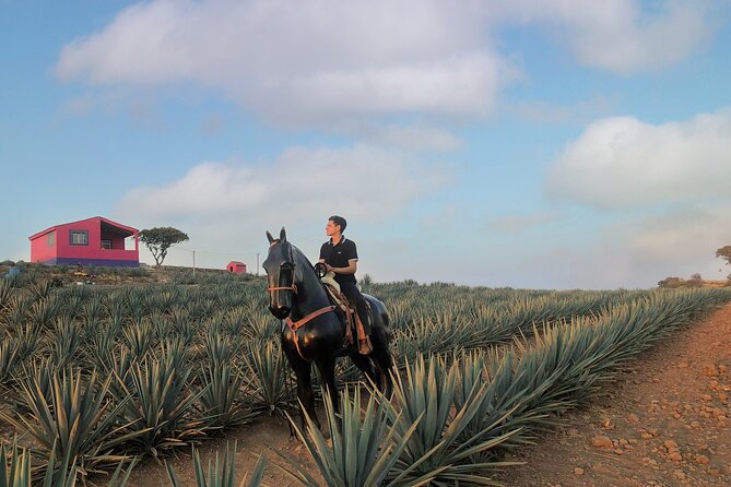 Tequila tour with tasting. - Cantaritos el Güero and the final round