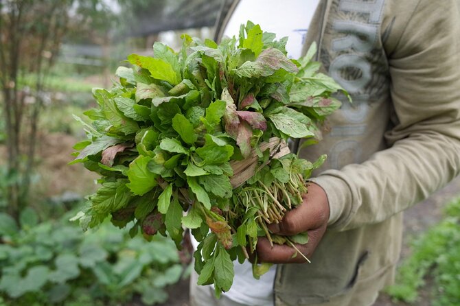 The City Green Exploring the Urban Eco Reserve of Xochimilco - Food on the trajinera