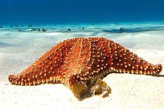 The Cozumel Turtle Sanctuary Snorkel Tour - El Cielo and Cielito: white sand, starfish, and a floating lunch