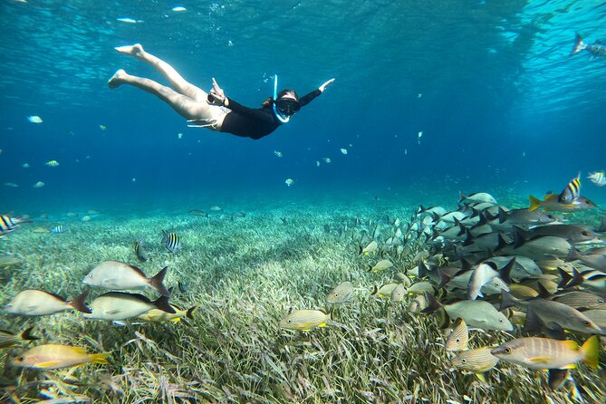 The Cozumel Turtle Sanctuary Snorkel Tour - Who will enjoy this Cozumel snorkeling tour?