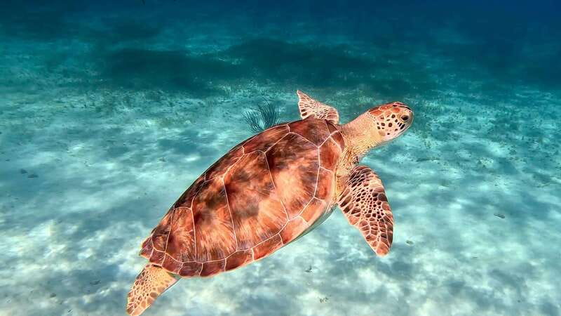 The Cozumel Turtle Sanctuary Snorkel Tour - What to pack, and what to leave behind