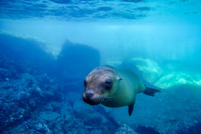 The only Natural Space Dolphin Encounter in Cabo Optional Pickup! - Who will enjoy this most?