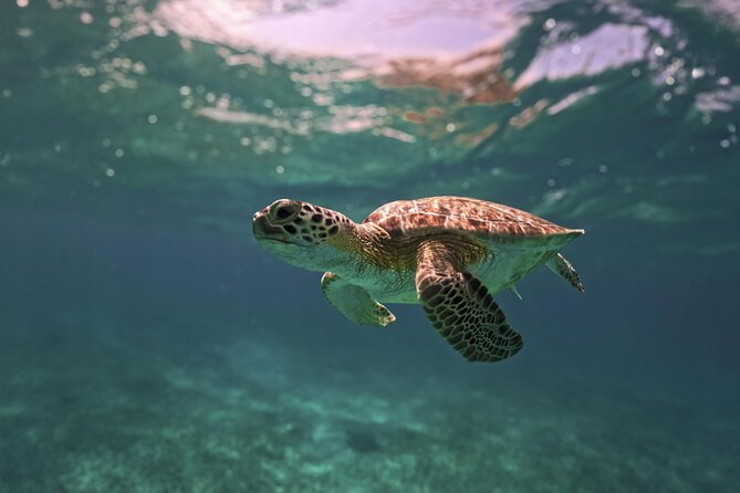Tulum Ruins, Turtles in Akumal and Cenote tour - Tulum ruins beside the Caribbean