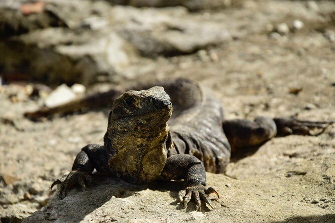 Tulum Ruins, Turtles in Akumal and Cenote tour - Who should book this tour?