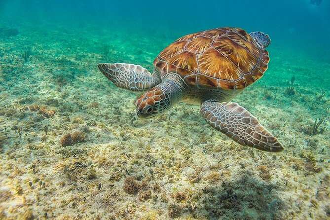 Tulum, Snorkeling with Sea Turtles, Cenote and Beachside Lunch - Vans, group size, and the real pace of the day