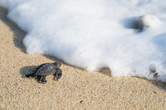 Turtle Release Escobilla Sanctuary and crocs in Ventanilla. - Key points to know before booking