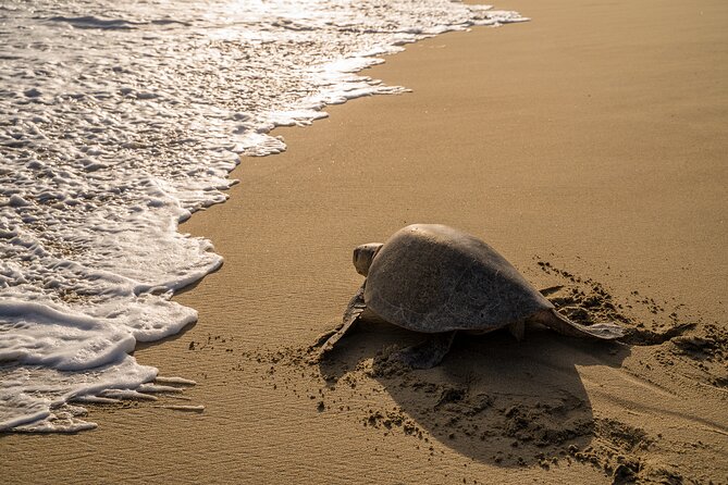 Turtle Release Escobilla Sanctuary and crocs in Ventanilla. - Why the sunset turtle release matters