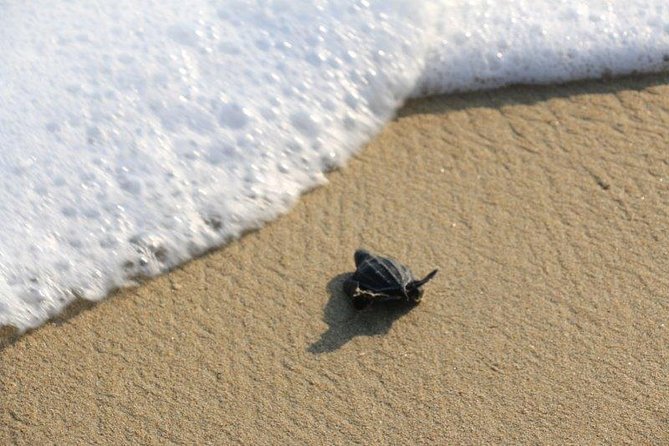 Turtle Release Escobilla Sanctuary and crocs in Ventanilla. - What to bring for the beach and lagoon