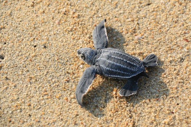 Turtle Release Escobilla Sanctuary and crocs in Ventanilla. - The Escobilla and Ventanilla route