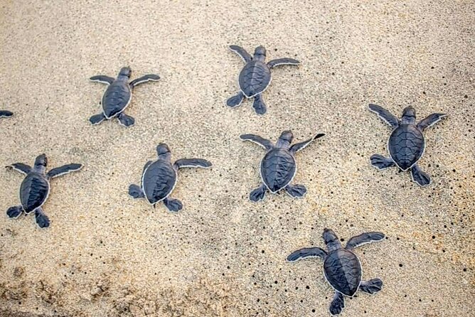 Turtle Release Playa Blanca - Why This Turtle Release Feels Different