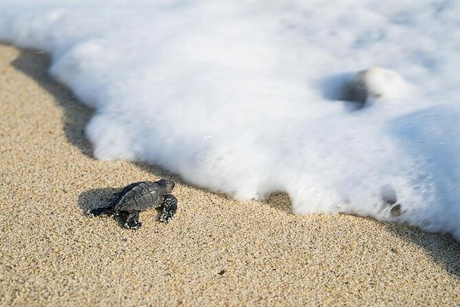 Turtle Release Playa Blanca - Reaching the Turtle Camp