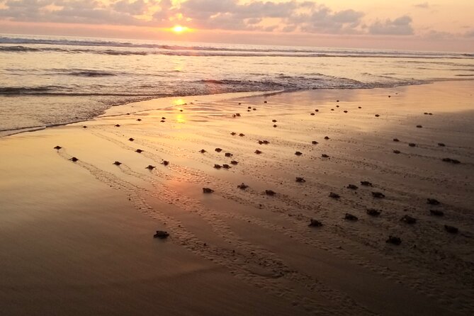 Turtle Release Playa Blanca - Moving Hatchlings From Sand to Basket