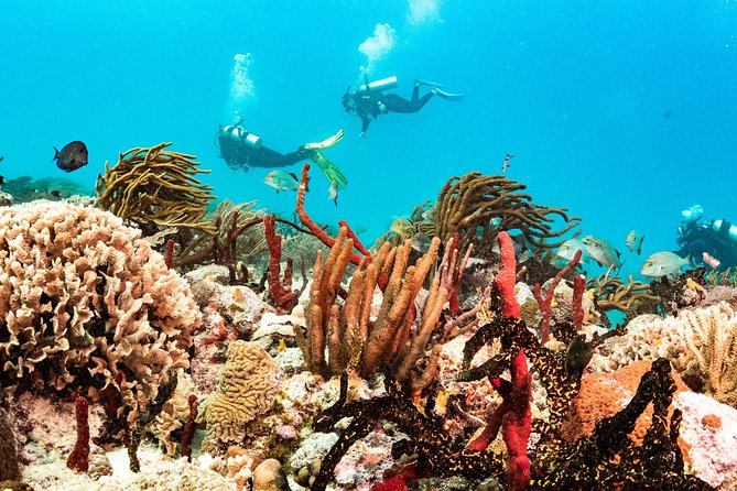 Two reef discovery dives with professional instructor (no experience necessary) - Two reef descents to a maximum of 40 feet