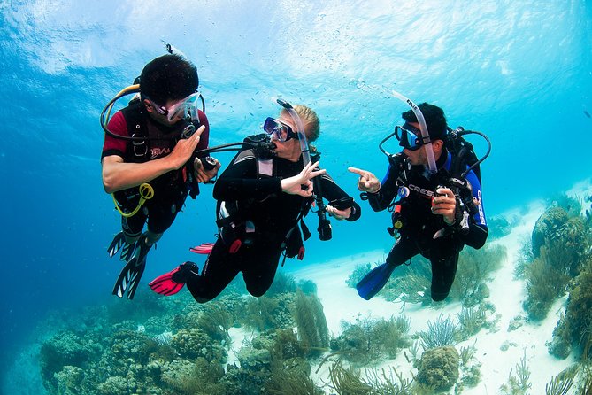 Two reef discovery dives with professional instructor (no experience necessary) - What the $150 price really covers