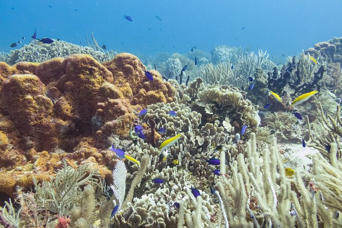 Two reef discovery dives with professional instructor (no experience necessary) - Timing, transportation, and what to bring