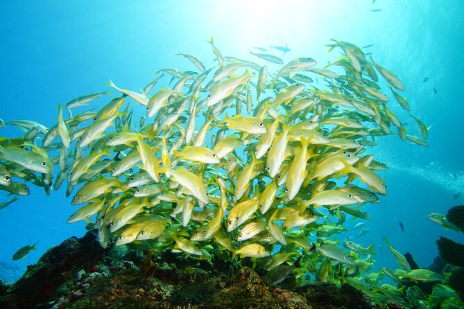 Two Reefs For Certified Divers in Cancun - What this Cancun reef trip is really like