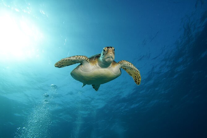 Two Reefs For Certified Divers in Cancun - Wildlife, coral, and what you may actually see