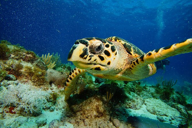 Two Reefs For Certified Divers in Cancun - What the $145 price includes