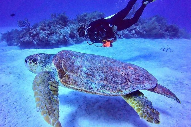 Two tanks local diving for certified divers, SCUBA gear included - The Mahahual reef and what you may see