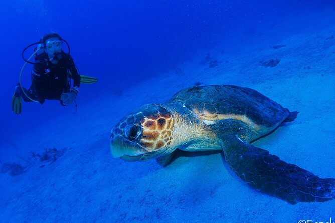 Two tanks local diving for certified divers, SCUBA gear included - Guides who help newer certified guests