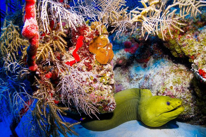 Two tanks local diving for certified divers, SCUBA gear included - Who should book this trip