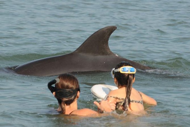 Watch and Swim with Dolphins in the Wild - Starting at Marina Vallarta at 9:00 am