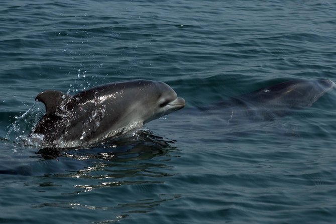 Watch and Swim with Dolphins in the Wild - What other marine life might appear