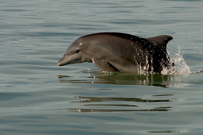 Watch and Swim with Dolphins in the Wild - The guides make the science approachable