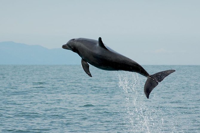 Watch and Swim with Dolphins in the Wild - Searching for dolphins with a hydrophone