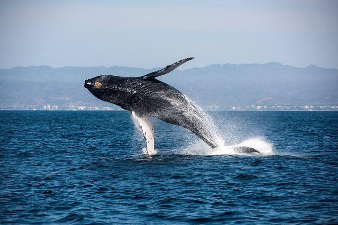 Whale and Dolphin Watching with a Biologist in Puerto Vallarta - Dolphins, turtles, mantas, and other marine life