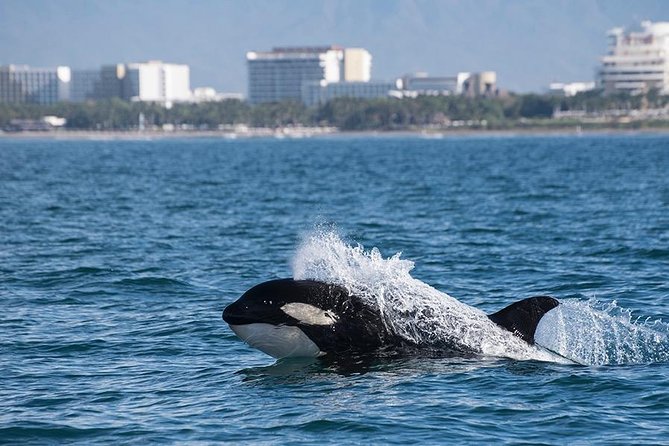 Whale and Dolphin Watching with a Biologist in Puerto Vallarta - Food, comfort, and the limits of a small boat