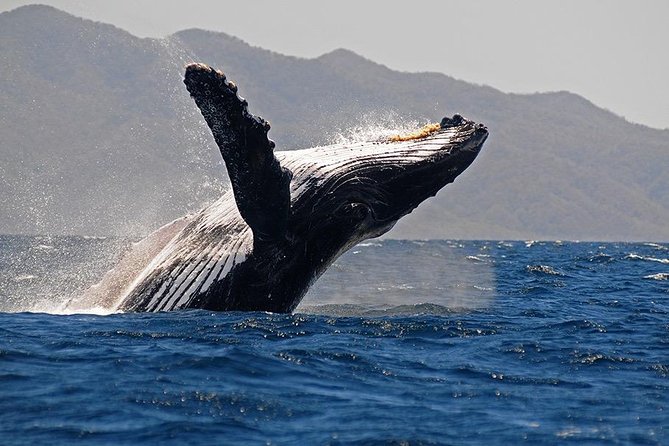 Whale and Dolphin Watching with a Biologist in Puerto Vallarta - Starting at Opequimar Centro Marino