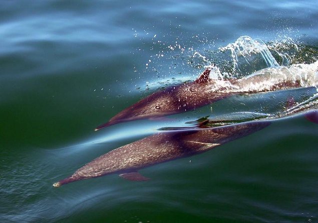 Whale Encounter Puerto Vallarta - Key points at a glance