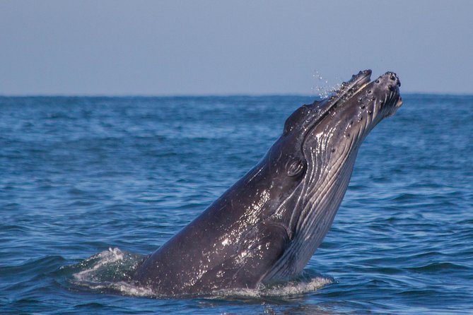 Whale Encounter Puerto Vallarta - A small boat in the middle of Banderas Bay