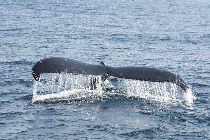 Whale Encounter Puerto Vallarta - Is $99 a fair price?