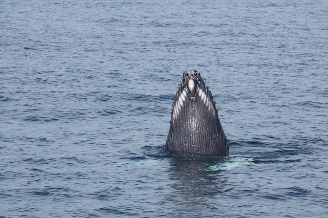 Whale Encounter Puerto Vallarta - Meeting at Marina Vallarta without confusion