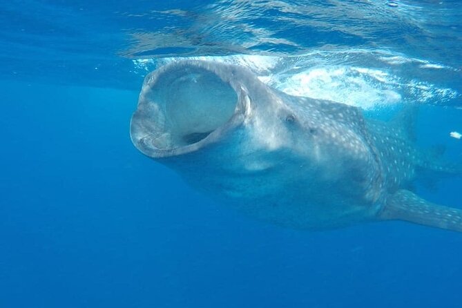 Whale Shark Adventure in Isla Mujeres and Cancun - The early boat ride from Isla Mujeres or Cancun
