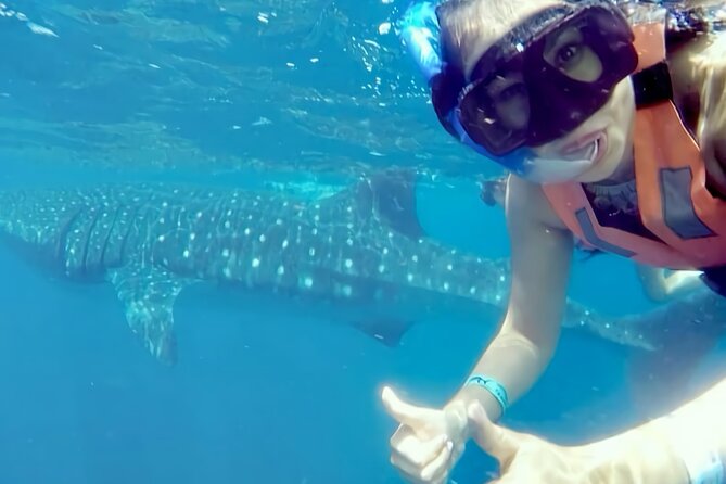 Whale Shark Adventure in Isla Mujeres and Cancun - What the whale shark encounter feels like