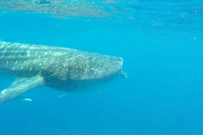 Whale Shark Adventure in Isla Mujeres and Cancun - Group size, rules, and comfort