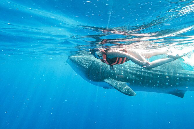 Whale Shark Adventure in Isla Mujeres and Cancun - Best time to book this Isla Mujeres whale shark tour