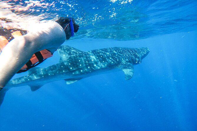 Whale Shark Adventure in Isla Mujeres and Cancun - Two short swims, guided carefully