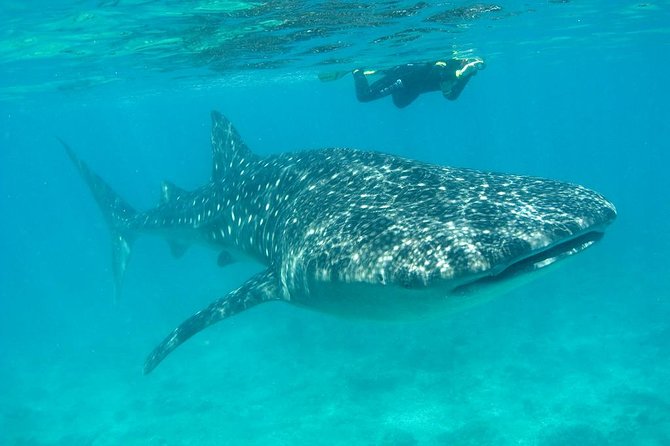 Whale Shark and Snorkeling Adventure from Isla Holbox - Meeting at 6:30 a.m. for breakfast and a briefing