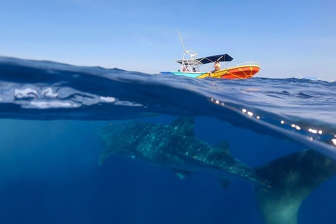 Whale Shark and Snorkeling Adventure from Isla Holbox - Swimming with whale sharks in pairs
