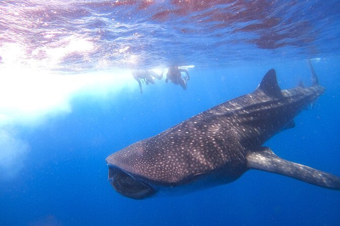 Whale Shark and Snorkeling Adventure from Isla Holbox - Cabo Catoche snorkeling: worthwhile, but visibility varies