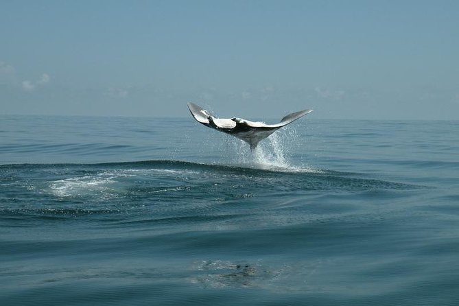 Whale Shark and Snorkeling Adventure from Isla Holbox - The long ride to Yum Balam Reserve