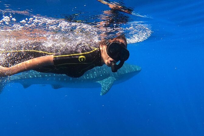 Whale Shark Encounter Full-Day all inclusive Tour from Riviera Maya - What the boat day feels like